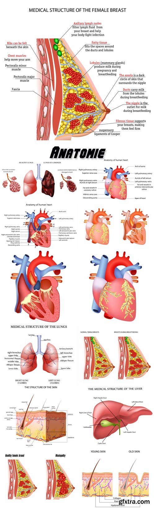 Anatomie der menschlichen inneren organe