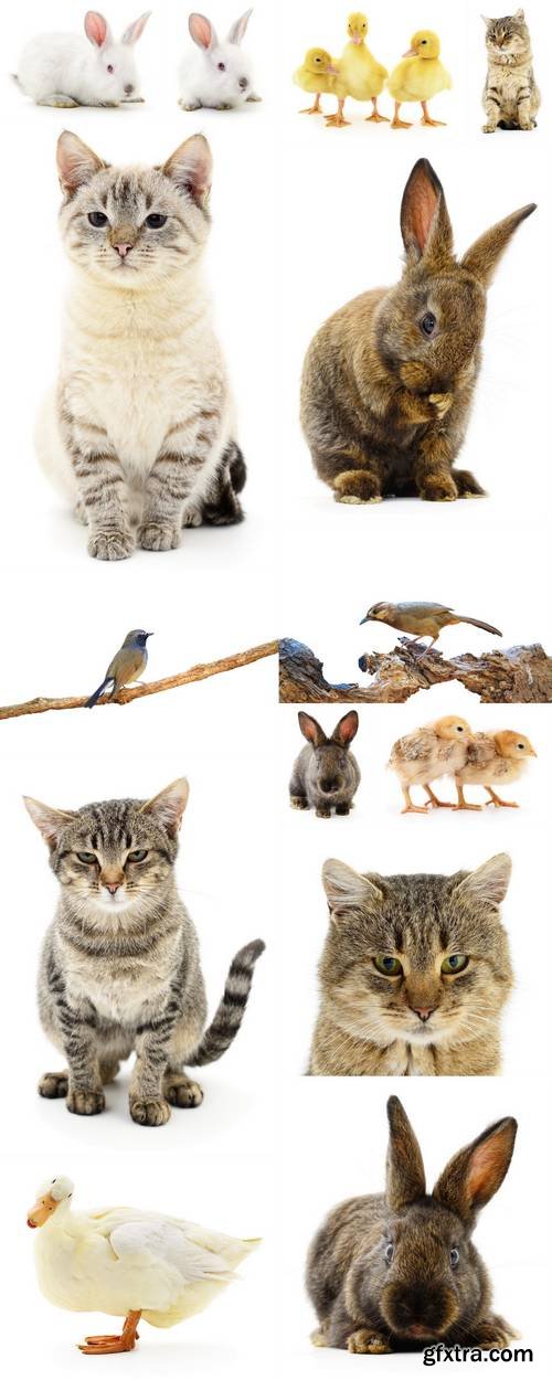 Animals Isolated on White Background