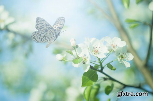 Butterfly on spring background