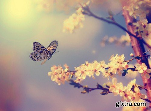 Butterfly on spring background