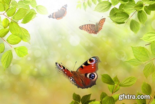 Butterfly on spring background