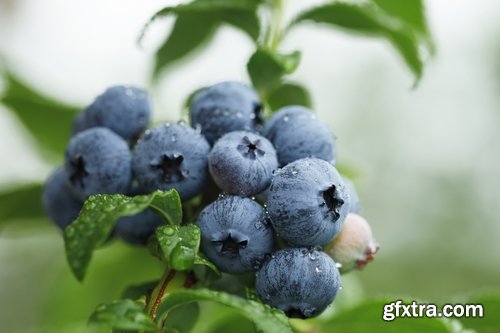 Collection of blueberries juice pastry pie stuffed with jam 25 HQ Jpeg