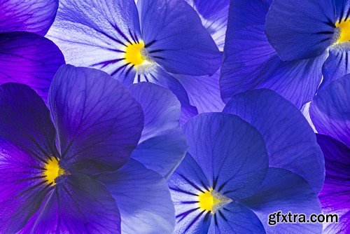 Flowers Backgrounds - 30x JPEGs