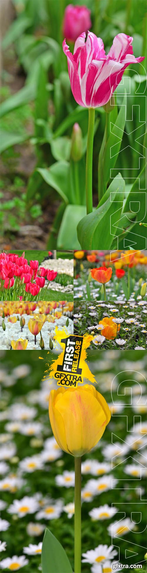 Photo Set - Tulips at Garden