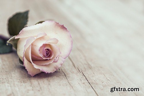 Roses on a wooden background-7xJPEGs