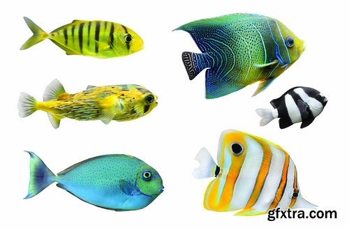 Collection of aquarium fish colored squama 25 HQ Jpeg