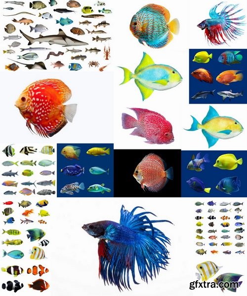 Collection of aquarium fish colored squama 25 HQ Jpeg