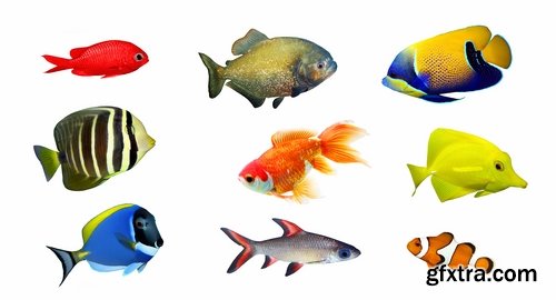 Collection of aquarium fish colored squama 25 HQ Jpeg