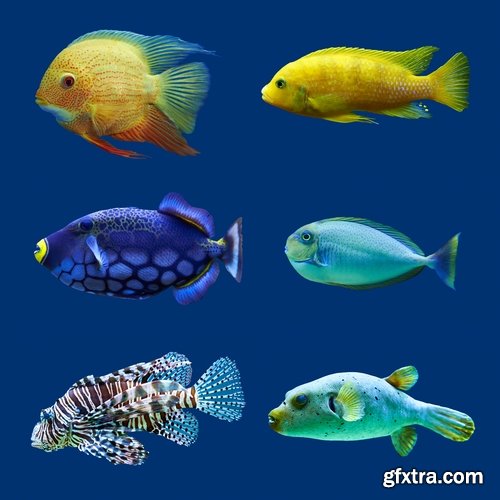 Collection of aquarium fish colored squama 25 HQ Jpeg