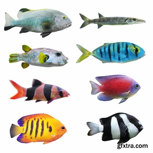 Collection of aquarium fish colored squama 25 HQ Jpeg