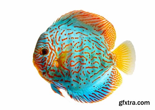 Collection of aquarium fish colored squama 25 HQ Jpeg