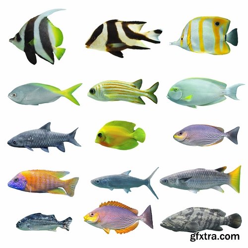 Collection of aquarium fish colored squama 25 HQ Jpeg