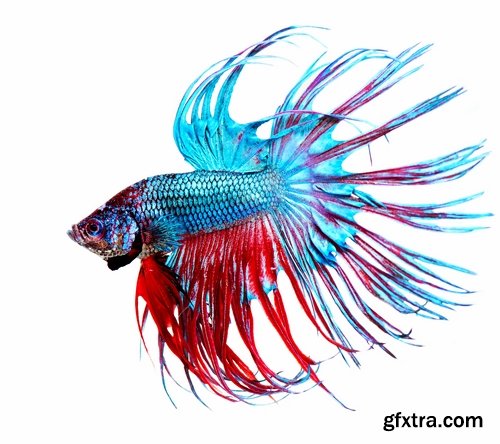 Collection of aquarium fish colored squama 25 HQ Jpeg