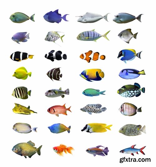 Collection of aquarium fish colored squama 25 HQ Jpeg