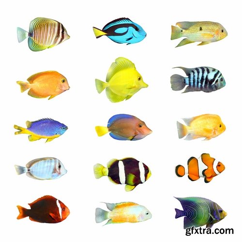 Collection of aquarium fish colored squama 25 HQ Jpeg