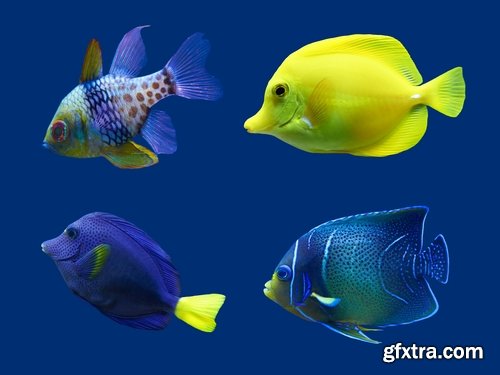 Collection of aquarium fish colored squama 25 HQ Jpeg