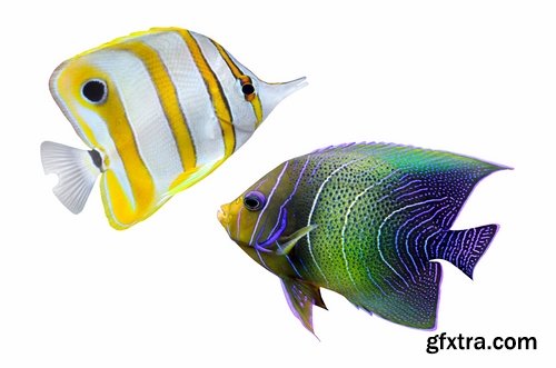 Collection of aquarium fish colored squama 25 HQ Jpeg