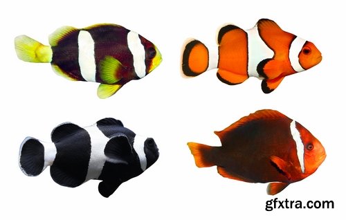 Collection of aquarium fish colored squama 25 HQ Jpeg