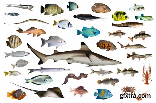 Collection of aquarium fish colored squama 25 HQ Jpeg