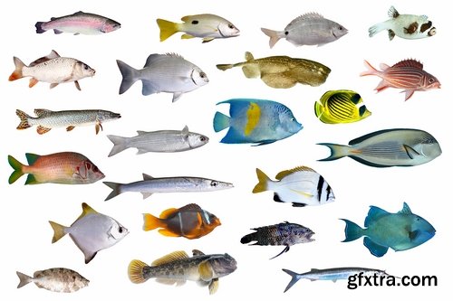 Collection of aquarium fish colored squama 25 HQ Jpeg