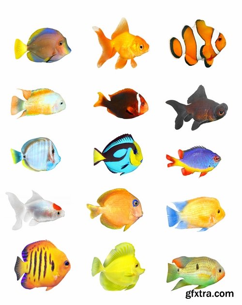 Collection of aquarium fish colored squama 25 HQ Jpeg