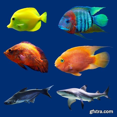 Collection of aquarium fish colored squama 25 HQ Jpeg