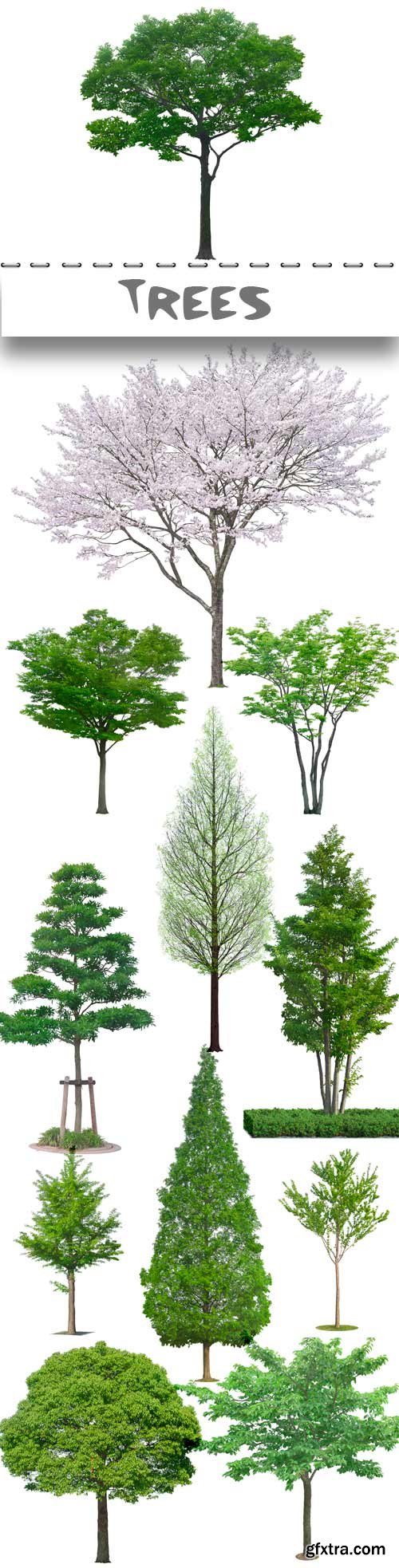 Clipart on a transparent background trees in PSD