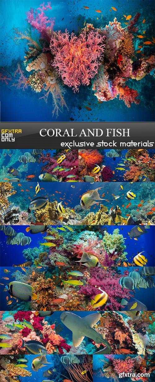 Coral and fish, 8  x  UHQ JPEG