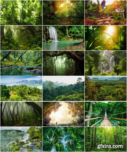 The collection of tropical rainforest foliage green tree crown 25 HQ Jpeg