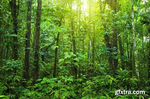 The collection of tropical rainforest foliage green tree crown 25 HQ Jpeg