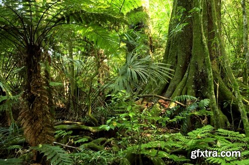 The collection of tropical rainforest foliage green tree crown 25 HQ Jpeg