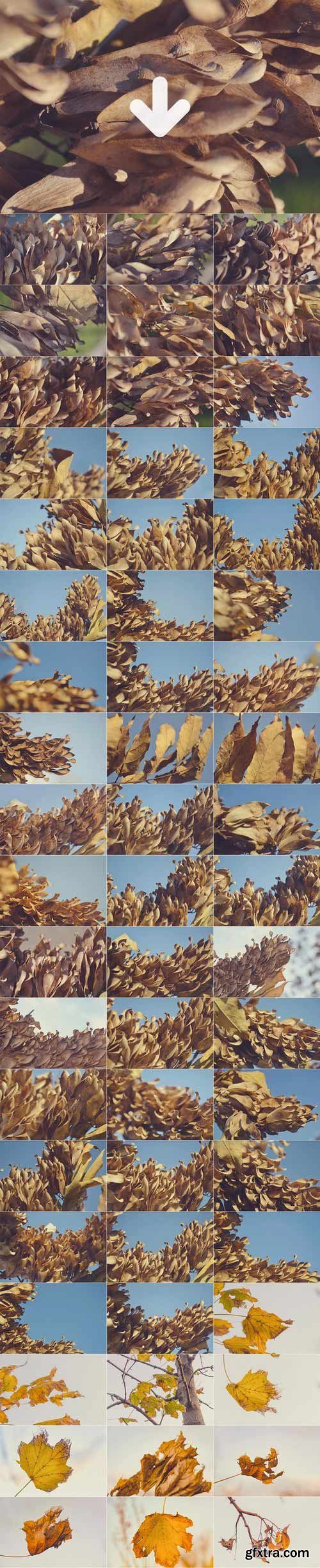 CM - 171 Dry Leaves Photography Pack 615613