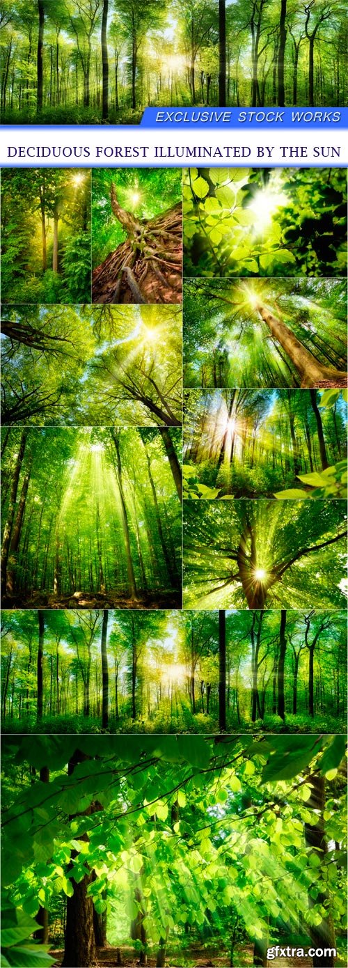 Deciduous forest illuminated by the sun 10X JPEG