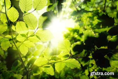 Deciduous forest illuminated by the sun 10X JPEG