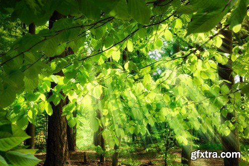 Deciduous forest illuminated by the sun 10X JPEG