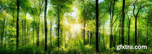 Deciduous forest illuminated by the sun 10X JPEG