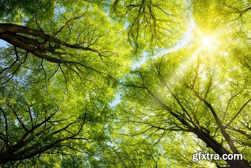 Deciduous forest illuminated by the sun 10X JPEG