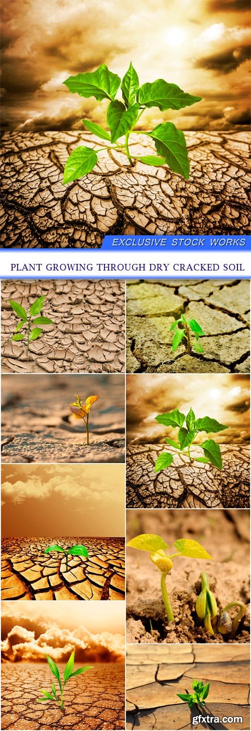 Plant growing through dry cracked soil 8X JPEG