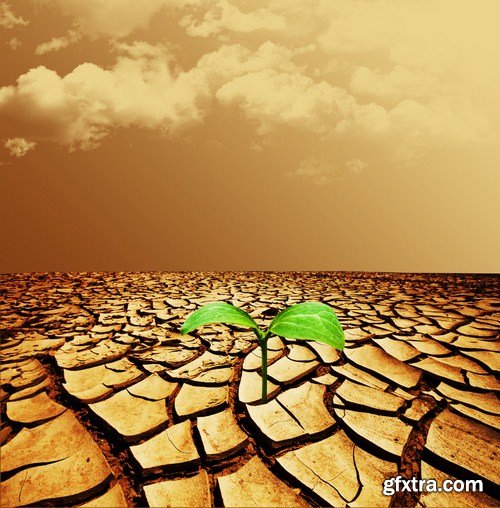 Plant growing through dry cracked soil 8X JPEG