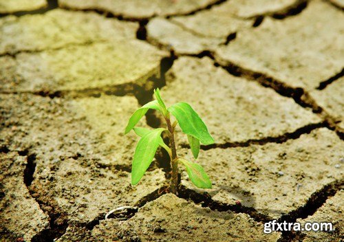 Plant growing through dry cracked soil 8X JPEG