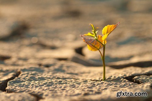 Plant growing through dry cracked soil 8X JPEG