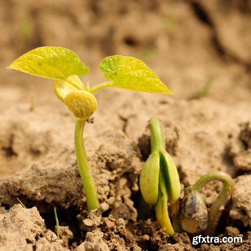 Plant growing through dry cracked soil 8X JPEG