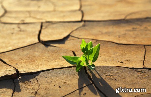 Plant growing through dry cracked soil 8X JPEG