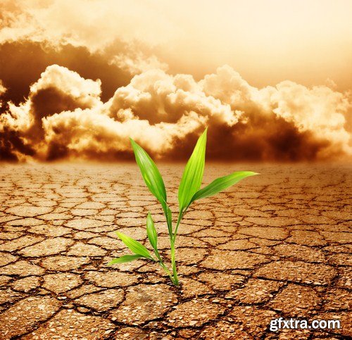 Plant growing through dry cracked soil 8X JPEG