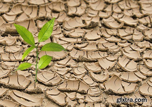 Plant growing through dry cracked soil 8X JPEG