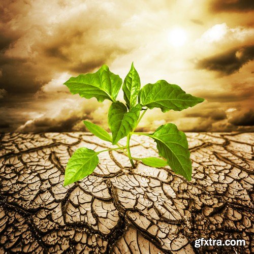 Plant growing through dry cracked soil 8X JPEG