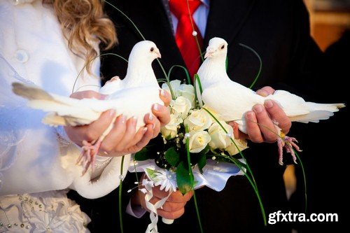 Pigeons in hands of newlyweds-6xJPEGs