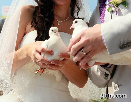 Pigeons in hands of newlyweds-6xJPEGs