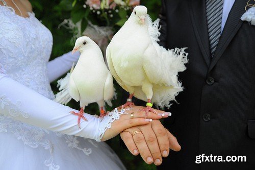 Pigeons in hands of newlyweds-6xJPEGs