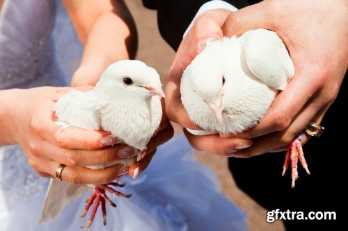 Pigeons in hands of newlyweds-6xJPEGs